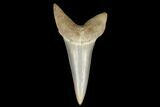 Fossil Shark (Carcharodon hastalis) Tooth - Bakersfield, CA #178712-1